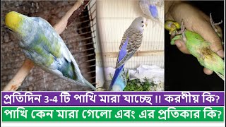 পাখি হঠাৎ করে মারা যাওয়ার কারণ lপাখি কেন মারা গেলো প্রতিকার কি l প্রতিদিন 34 টি পাখি মারা যাচ্ছে l [upl. by Aseral]