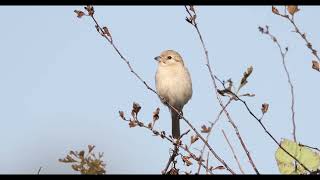 Daurian Shrike [upl. by Colman667]