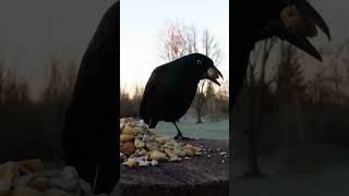 Grackle comes by at sunrise for breakfast [upl. by Bannister]