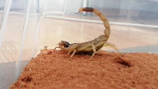 deathstalker scorpion vs cockroach Leiurus quinquestriatus [upl. by Nilla]