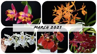 Orchids in bloom March 2021  An Orchid a day keeps the boredom away 🥱 [upl. by Aitsirhc]