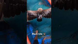 Black kite save Bird🦅🦅 viralshort savebirds blackkite viralshort [upl. by Eixel]