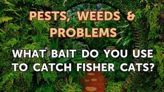 What Bait Do You Use to Catch Fisher Cats [upl. by Matland]