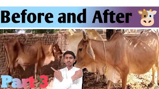 cattle farming  part 3 this video is about growth before amp after 🐄 [upl. by Borg]