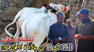 Taxila Mandi Latest Update 18 October 2024  Naseeb Ka Soda Live Deal [upl. by Malas]