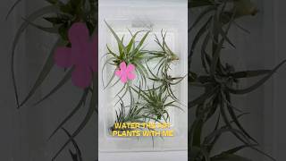 Air plants care  so easy airplantgift airplantholder airplants easycareplant [upl. by Hadsall]