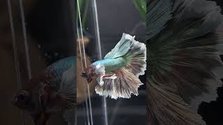 Betta Halfmoon Dumbo Ear bettafish betta [upl. by Meunier]