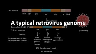 Retrovirus and its genome [upl. by Treacy]