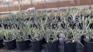 Soilless Agriculture in Pineapple production [upl. by Avivah978]