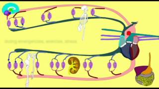 VASOCONSTRICTION DIRECTING BLOOD FLOW [upl. by Landry]