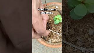 How to do cross pollination in Portulaca flowers gardening portulaca plants crosspollination [upl. by Warford707]