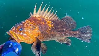 Sekiu Bottom Fishing New Species 133 Quillback Rockfish [upl. by Stew]