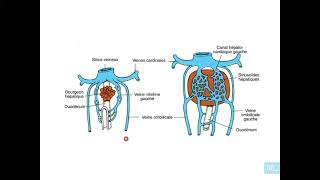 9  Embryologie de système veineux Partie 1 [upl. by Bedelia419]