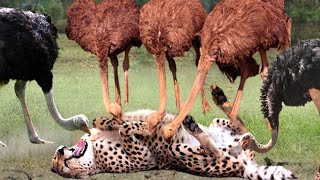 Amazing Ostrich Joins Forces To Attack Cheetah To Protect Their Babies  Ostrich Vs Cheetah Lion [upl. by Giule]