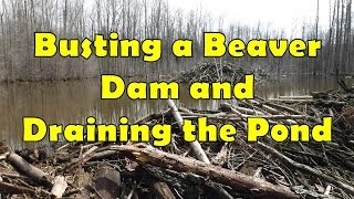 Busting a Beaver Dam and Draining the Pond [upl. by Enaxor]