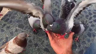 Feeding pidgins [upl. by Animsaj]