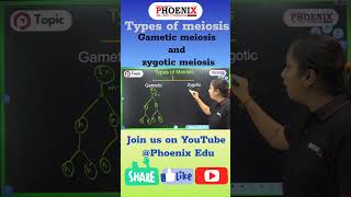 Types of meiosis  Gametic meiosis and zygotic meiosis 🧫☣shorts reels feedshorts viralshorts [upl. by Idolah]