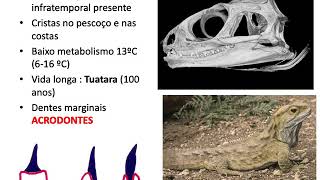 REPTILIA Diapsidas Lepidosauria Sphenodontia e Squamata Gravada [upl. by Leahcir]