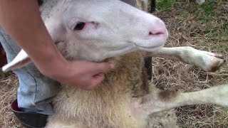 Foot Rot In Sheep – And How To Treat It [upl. by Name51]