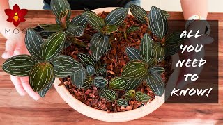 Do THIS with Jewel Orchids  Basic Houseplant Care for Beginners [upl. by Valaree]