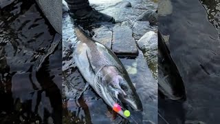 Best Day of Fall Steelhead Fishing EVER  October 23 2023  Centerpin Float Fishing [upl. by Aknayirp441]