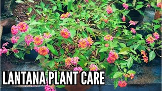 Lantana plant care  Growing lantana plants  lantana plant [upl. by Alain]