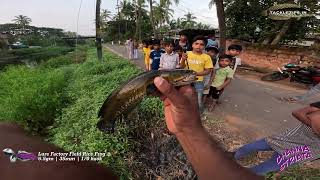 ഒരു നാടൻ വരാൽ ഫിഷിങ് വീഡിയോ 😂Channa striata fishing in kerala snakehead [upl. by Llehcram680]