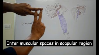 Inter muscular spaces in scapular region  made easy for first year medical students  By Dr Ashok [upl. by Nadruoj408]