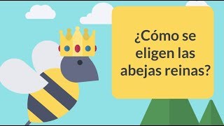 ¿Cómo se elige una abeja reina SABIAS [upl. by Iadrahc]