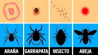 Cómo identificar una picadura de insecto y qué hacer con ella [upl. by Noved]