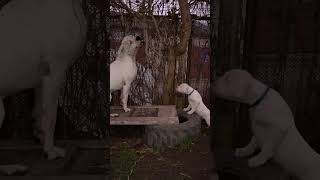 Dogo argentino puppies Lithuania puppy dogoargentinopuppies dogoargentinadogs [upl. by Norah]