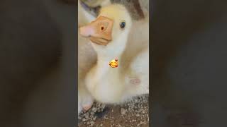 Que lindos mi patitos y gansitos durmiendo 🥰patitosgansosbebes [upl. by Akinna]