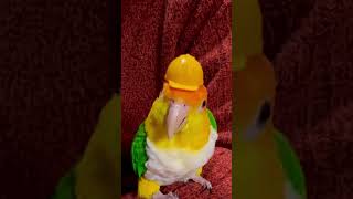 A Day in the Life of a Packer  Munchkin Debut Project Parrot Keeping Diary ParrotsParrotsMunchki [upl. by Brie]