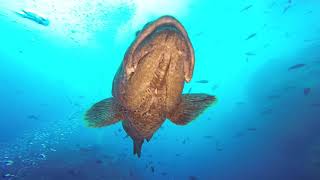 Malpelo July 2018  Ferox Liveaboard [upl. by Auhsuoj]