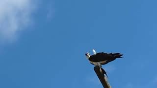 Feather Sticking Up from Osprey Wings as It Consumes Fish Atop Pole on Lake Apopka Wildlife Drive [upl. by Burl]