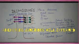 CELL JUNCTIONS PART2 DESMOSOMES amp ZONULA ADHERENS [upl. by Aloeda]