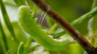 Caterpillar Cocoon Timelapse  BBC Earth [upl. by Annil717]