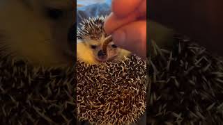 😅🦔🦔 hedgehog wildlife amazinganimals cuteanimals cute animals animal dinner nature [upl. by Teddi]