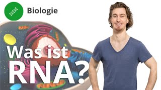 RNA Was ist das und wie ist sie aufgebaut – Biologie  Duden Learnattack [upl. by Eiromem]