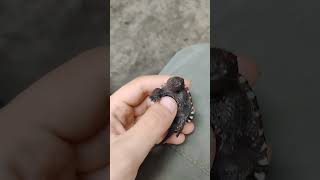 Baby Snapping Turtle nature wildlife turtle [upl. by Miran]