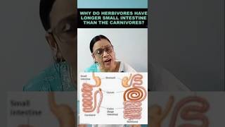 Why do herbivores have longer small intestine than carnivoresshorts youtubeshorts short [upl. by Emlen]