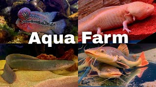 Aqua Farm Taif اكوا فارم الطايف مزرعة الفراولة 🍓 و جولة ممتعة في بيت الأسماك 🐟 [upl. by Adnyl]