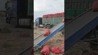 Truck Loading conviar belt 😱😱😱youtubeshorts machine shortsviral [upl. by Shulem]