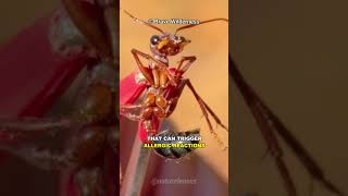 The Deadliest Ant In The World [upl. by Ennaylil123]