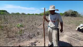 Distancia entre matas de yuca Medidas campesinas [upl. by Eatnoj97]