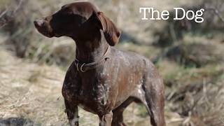 The Truffle Hunters [upl. by Sherye]