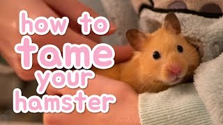 🐹 How to tame your hamster 🐹 [upl. by Adey]