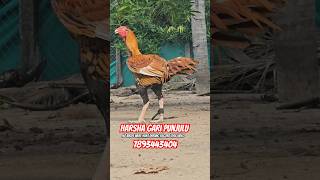 Harsha gari punjulu top quality breed available pandem rooster topquality chickenbreed top [upl. by Mather911]