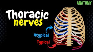 Thoracic Nerves Intercostal  Subcostal  Anatomy [upl. by Atteloc170]