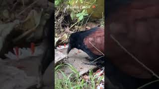 🇱🇰 Greater Coucal bird feeding on snails birds gardenanimals nature birds birdwatching [upl. by Sanger]